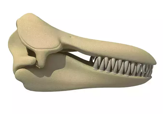 Killer Whale Orca Skull 3D model