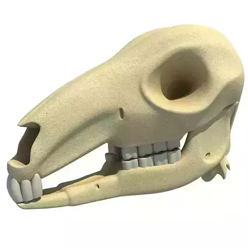 Detailed Kangaroo Skull 3D model