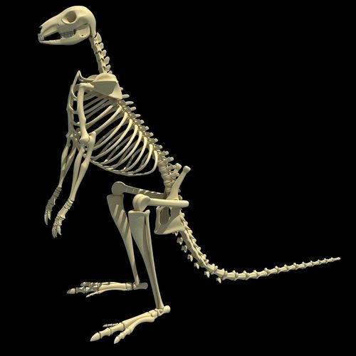 Kangaroo Skeleton 3D model