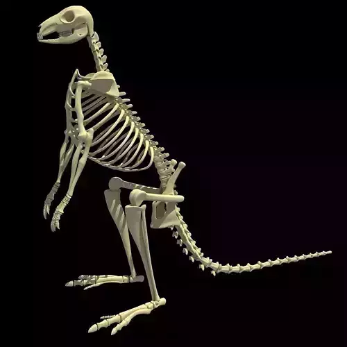 Kangaroo Skeleton 3D model