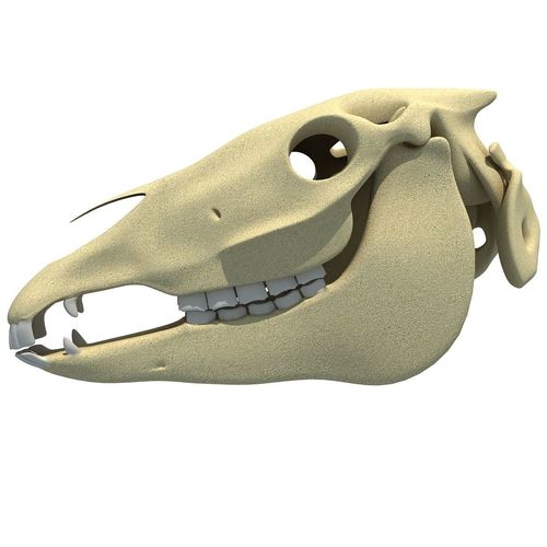 High Quality Horse Skull 3D model