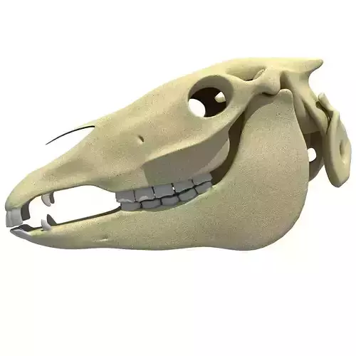 High Quality Horse Skull 3D model