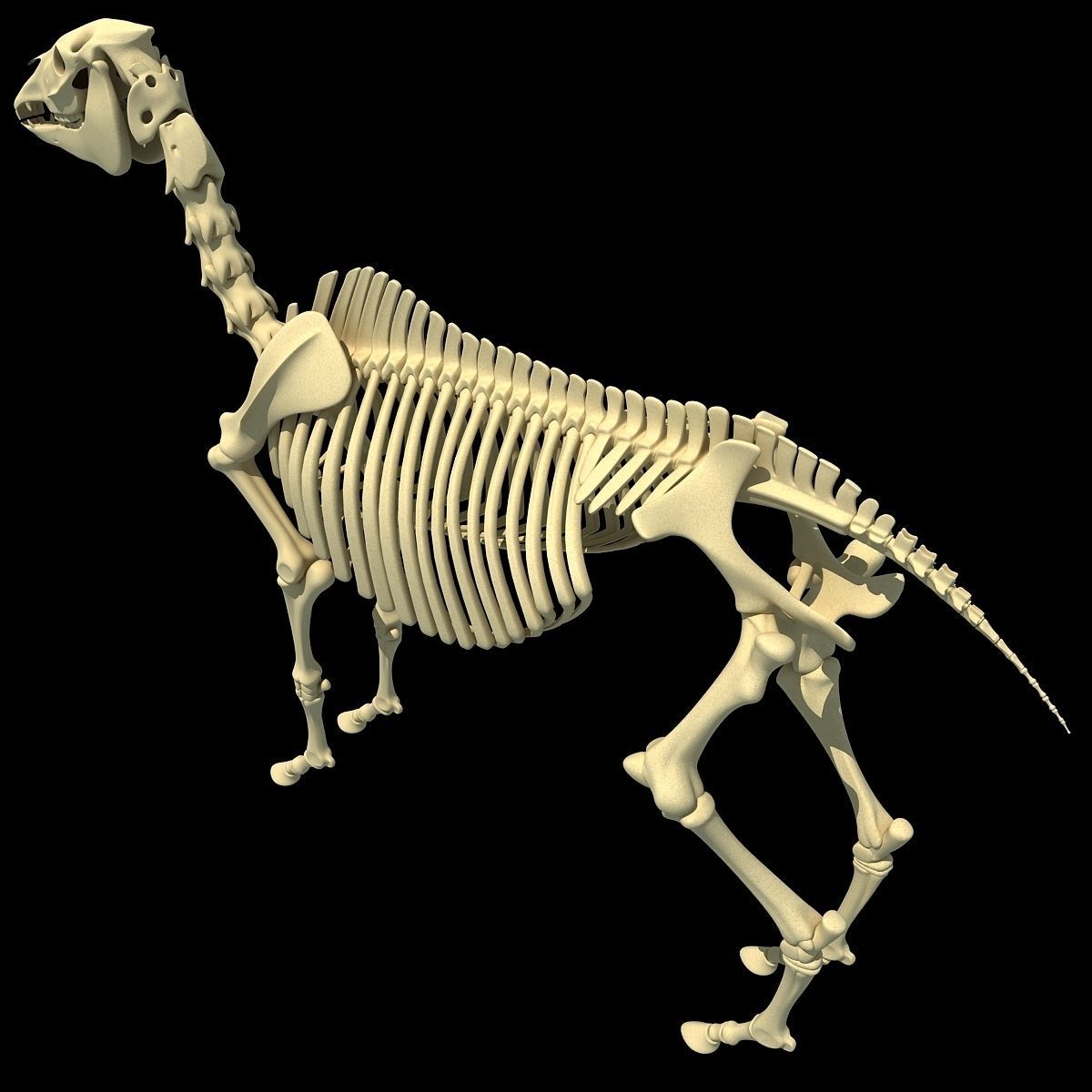Horse Skeleton 3D model_7