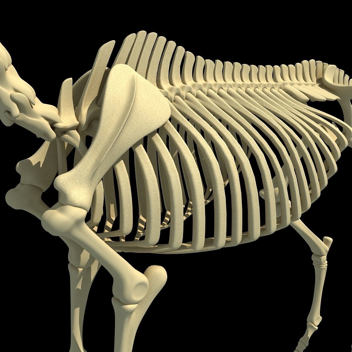 Horse Skeleton 3D model_12