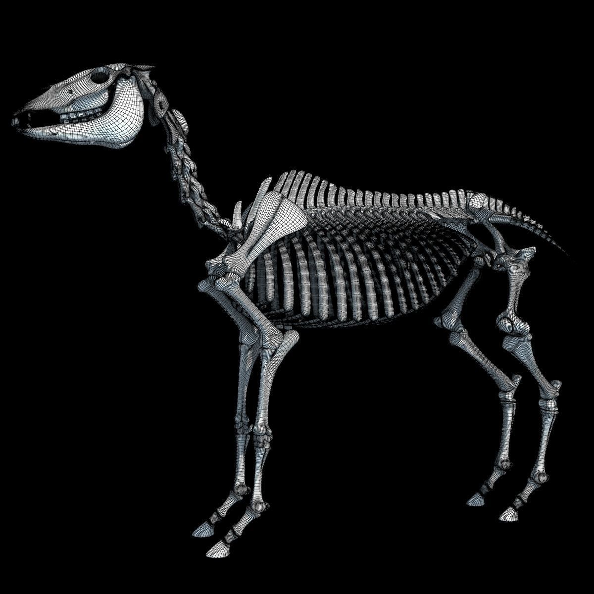 Horse Skeleton 3D model_14