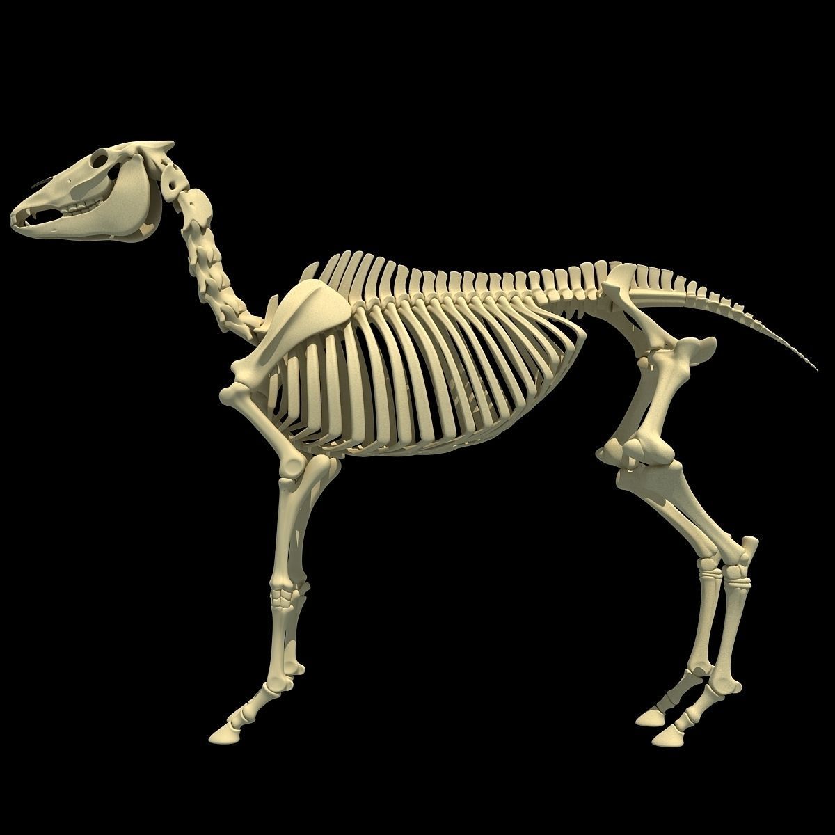 Horse Skeleton 3D model_1