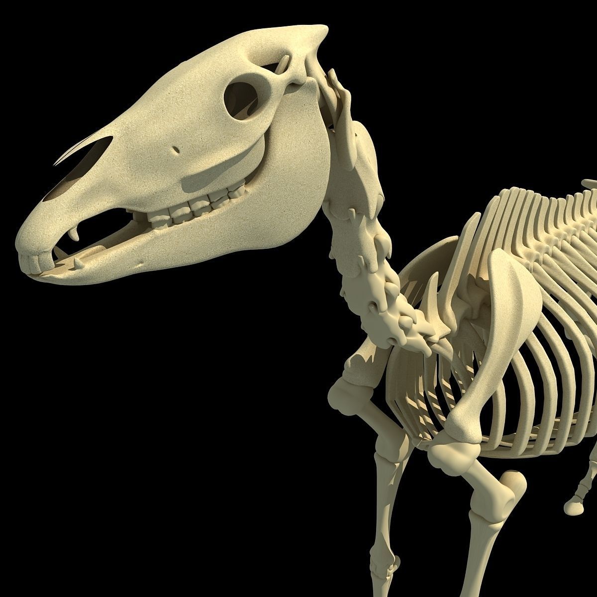 Horse Skeleton 3D model_9