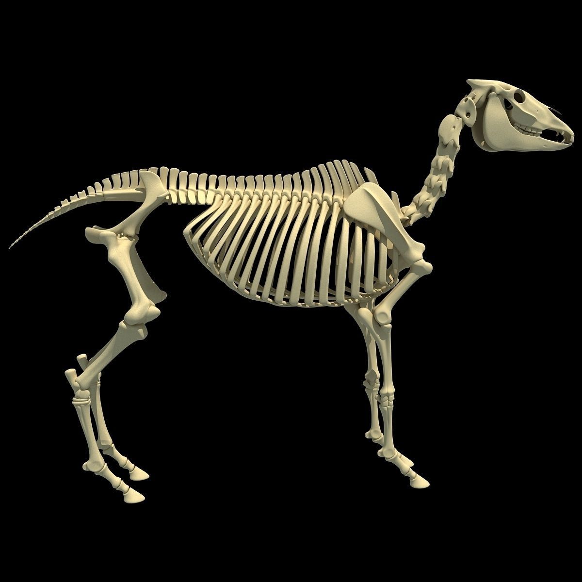 Horse Skeleton 3D model_2