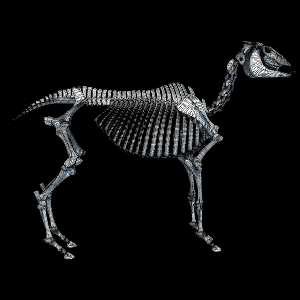Horse Skeleton 3D model_17