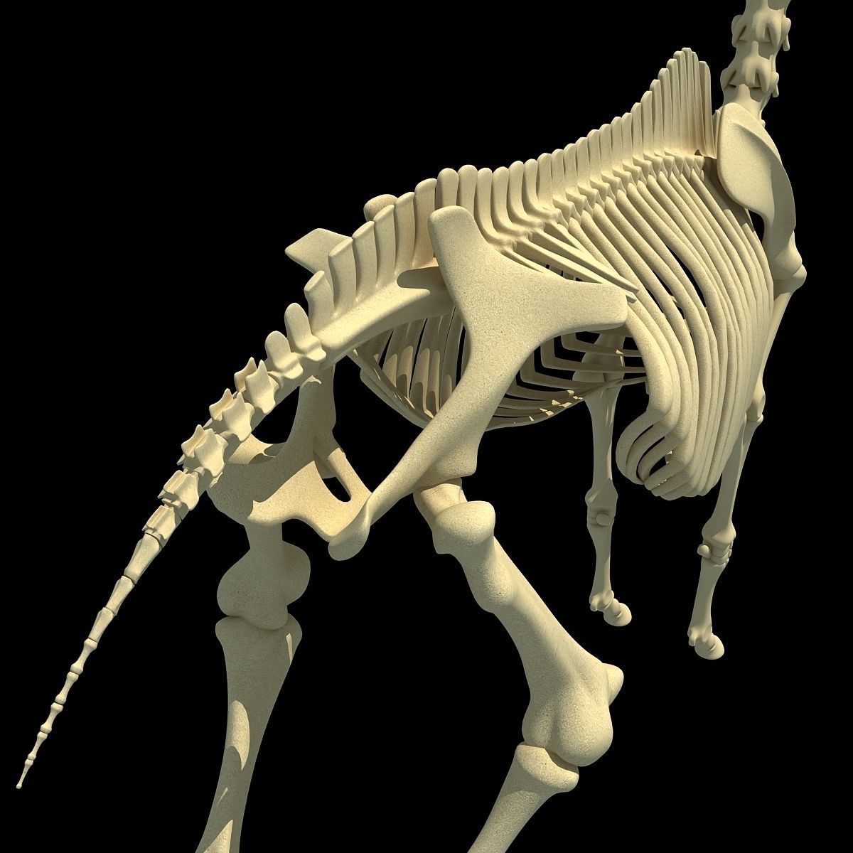 Horse Skeleton 3D model_11