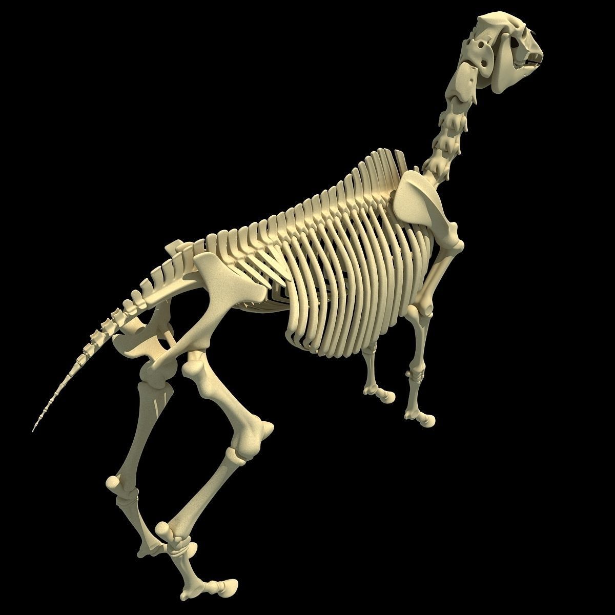 Horse Skeleton 3D model_4
