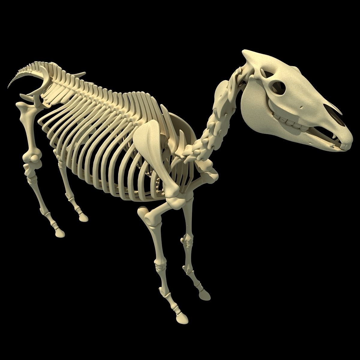 Horse Skeleton 3D model_3