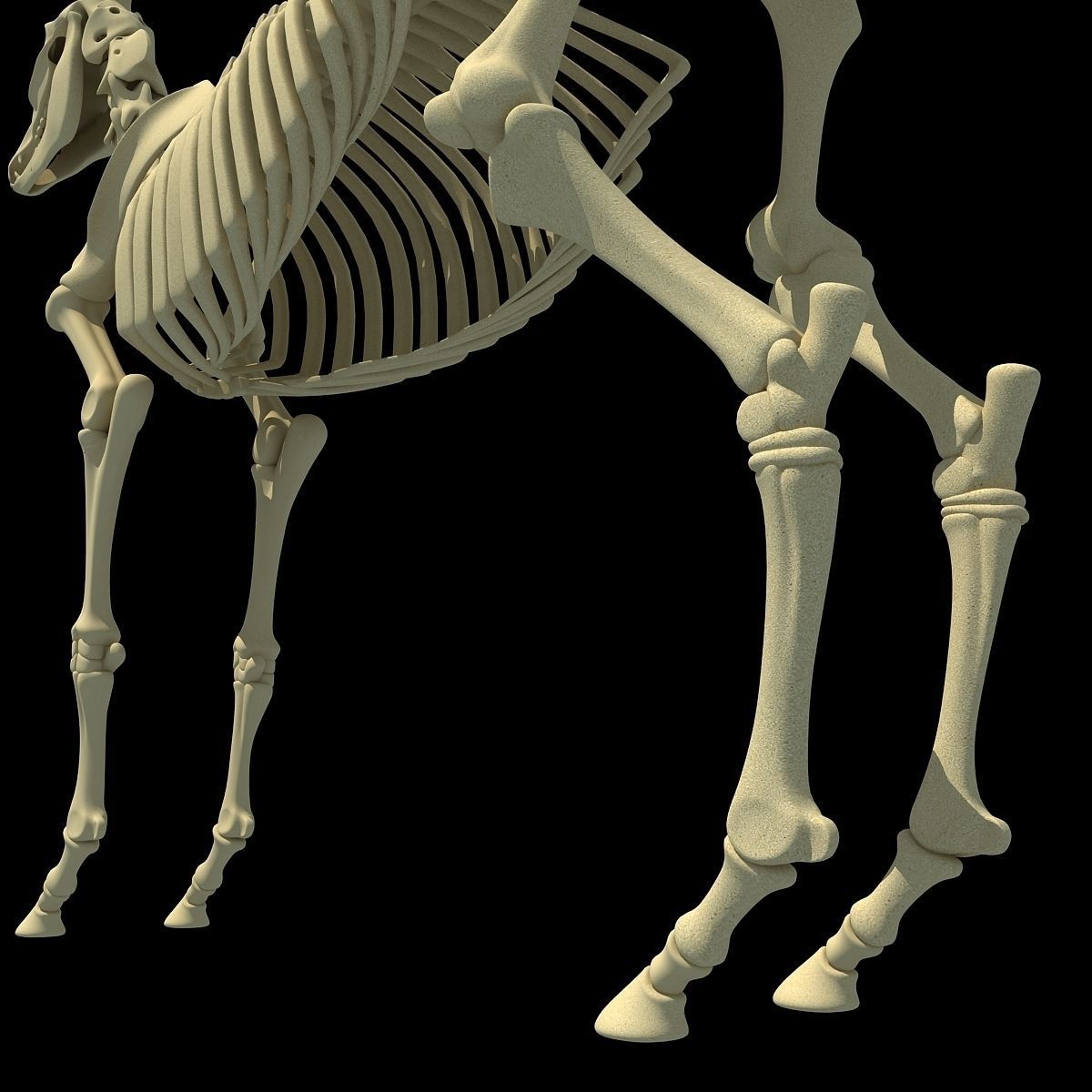 Horse Skeleton 3D model_13