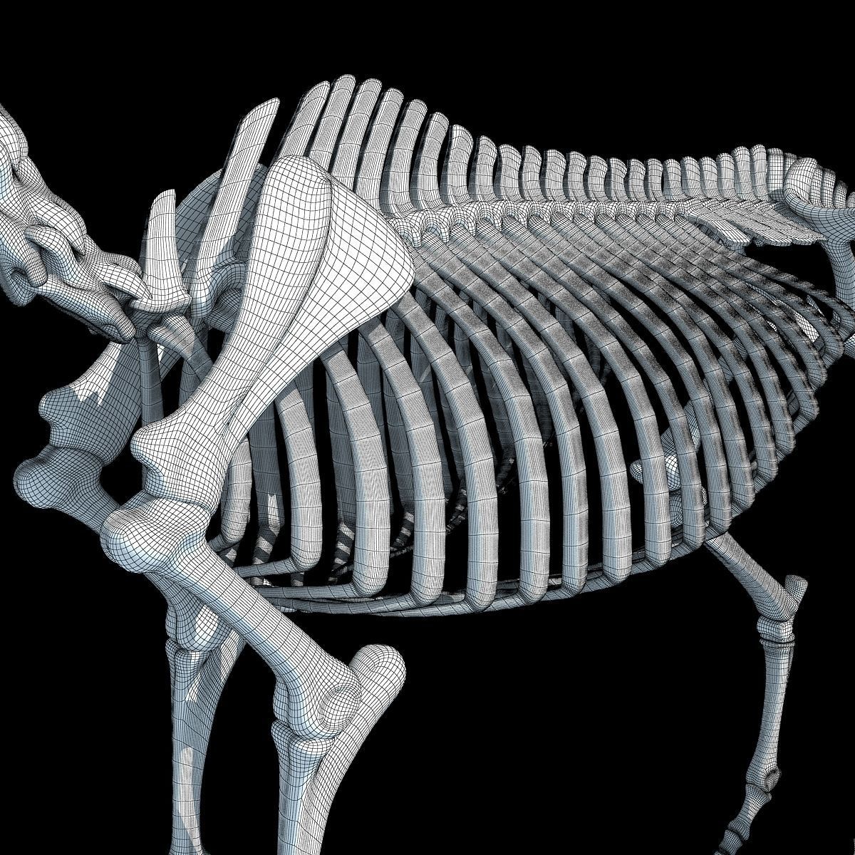 Horse Skeleton 3D model_19
