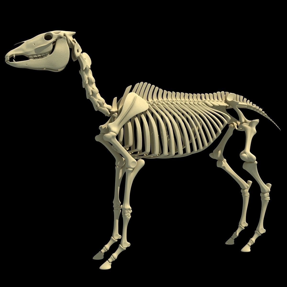 Horse Skeleton 3D model_6