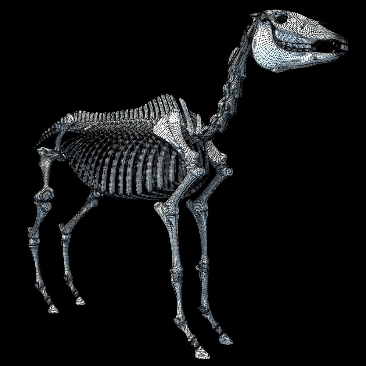 Horse Skeleton 3D model_18