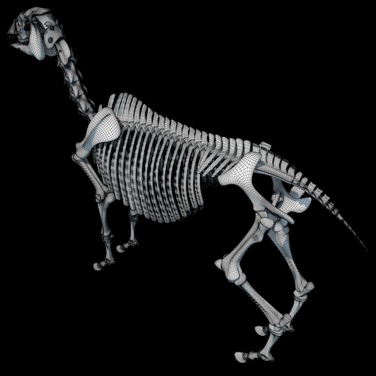 Horse Skeleton 3D model_15