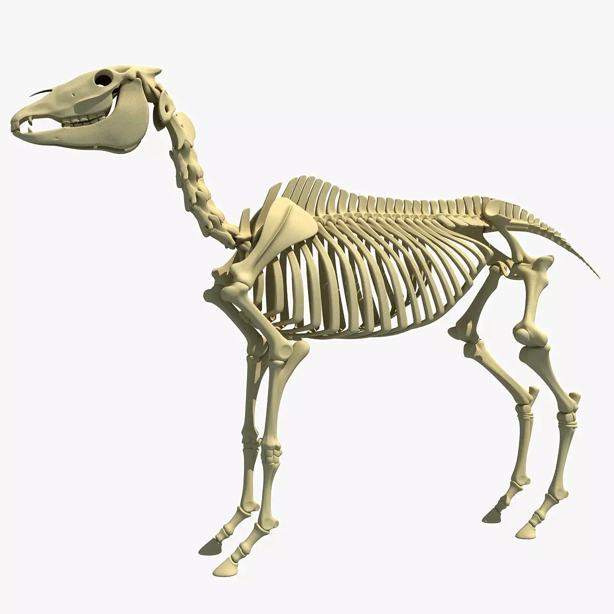 Horse Skeleton 3D model_0
