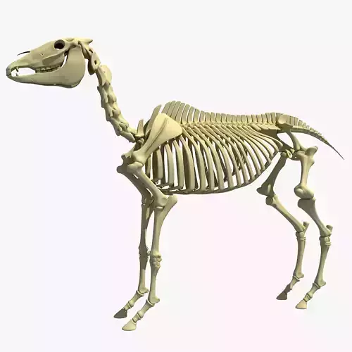 Horse Skeleton 3D model