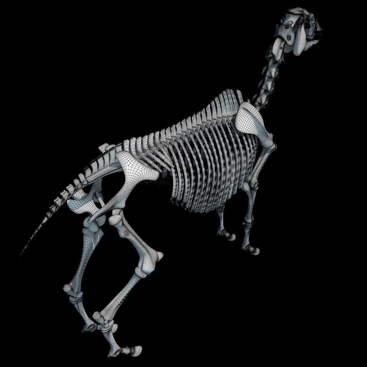 Horse Skeleton 3D model_16