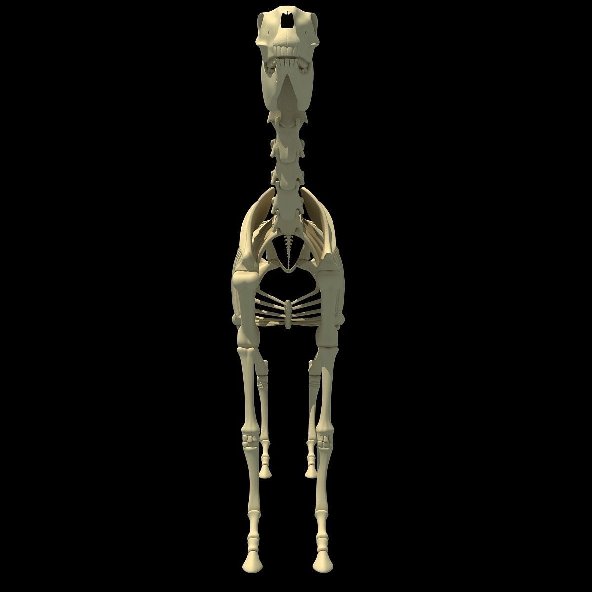 Horse Skeleton 3D model_8