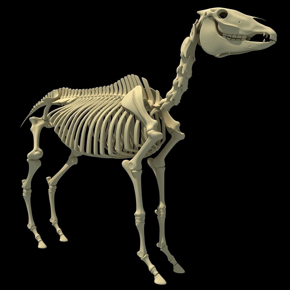 Horse Skeleton 3D model_5
