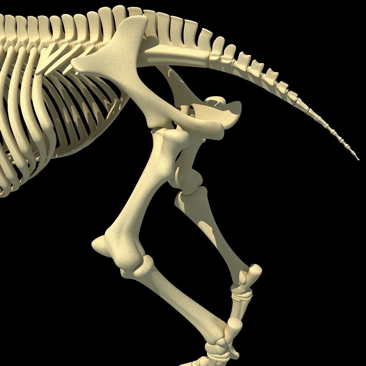 Horse Skeleton 3D model_10