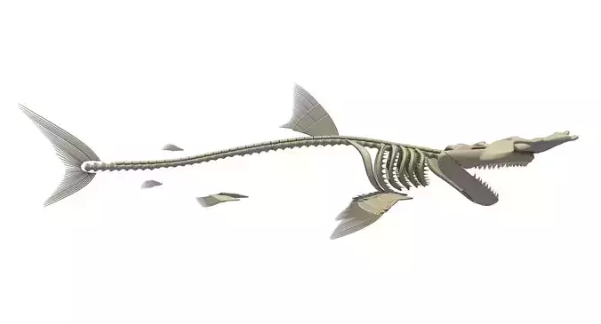 Hammerhead Shark Skeleton 3D model