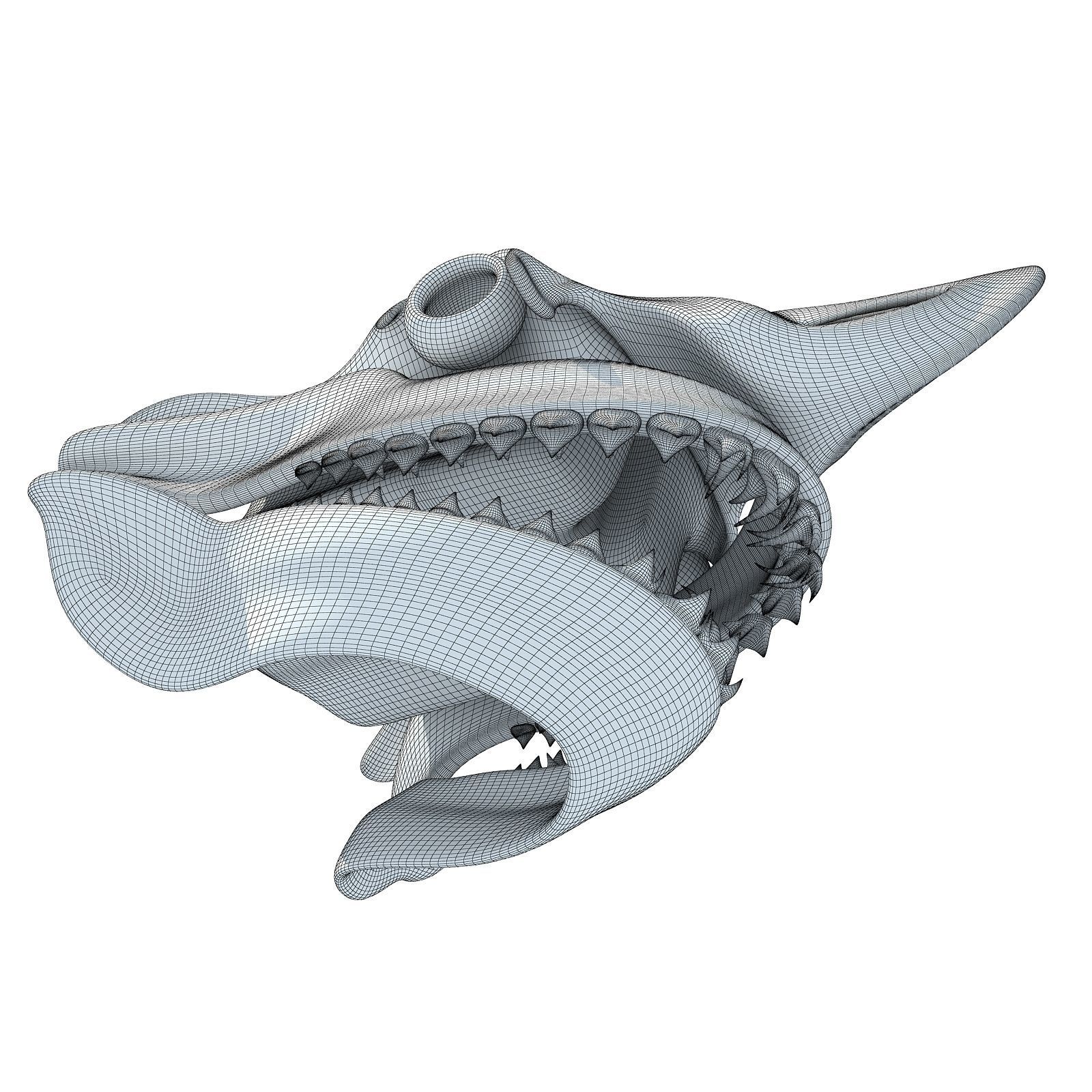 Great White Shark Skull 22 3D model_11
