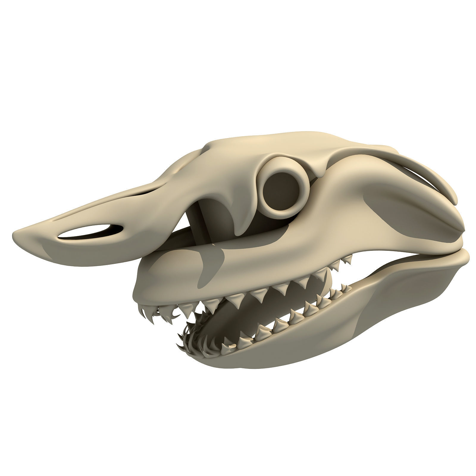 Great White Shark Skull 22 3D model_4