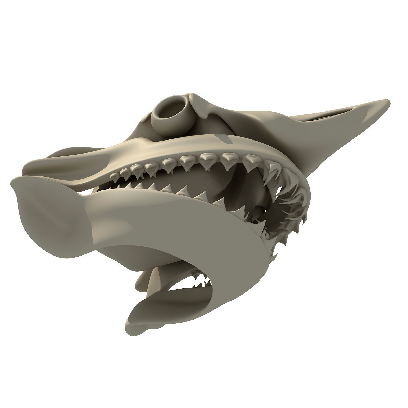 Great White Shark Skull 22 3D model_3