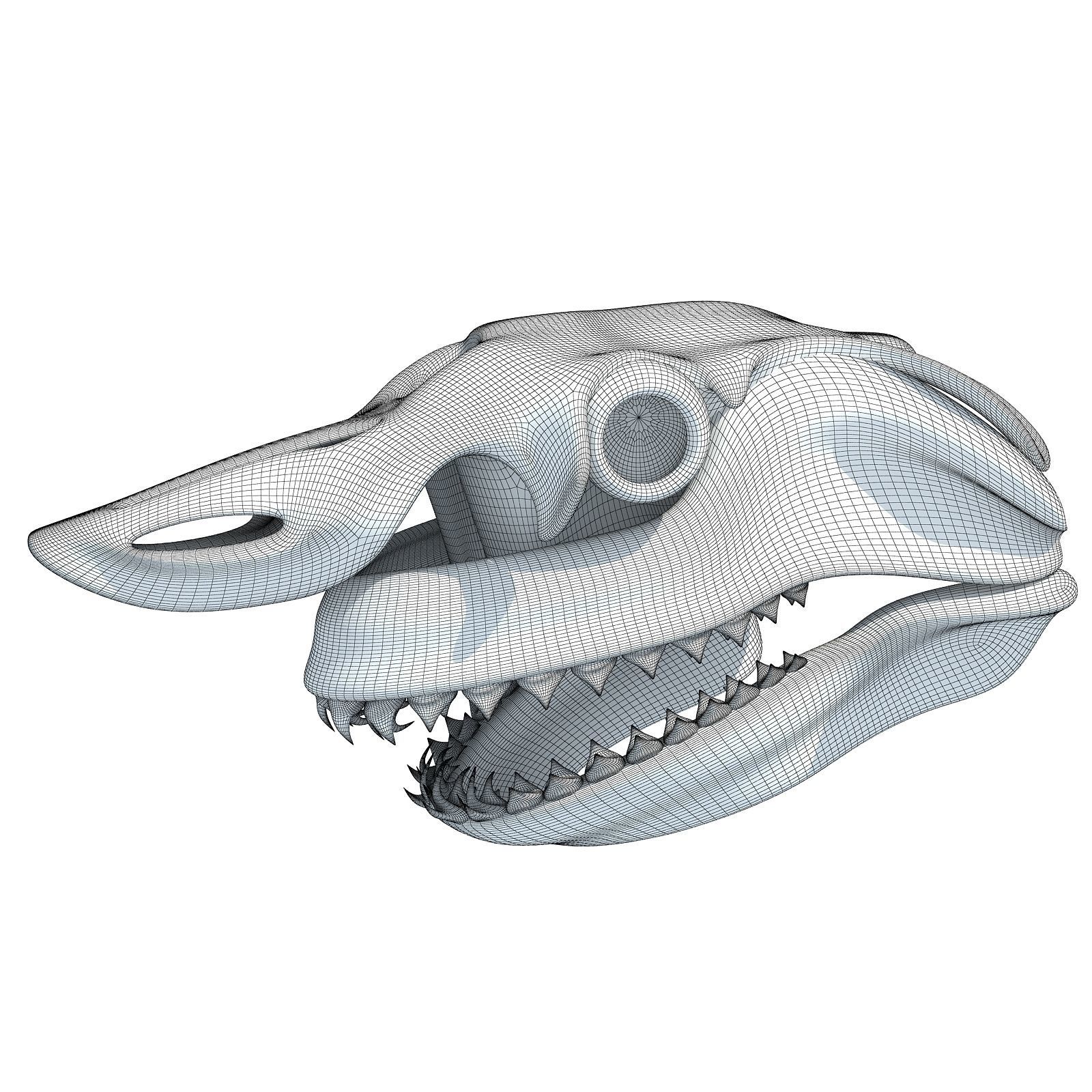 Great White Shark Skull 22 3D model_9
