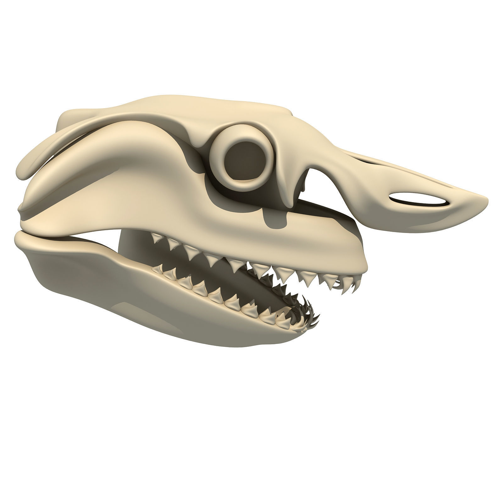 Great White Shark Skull 22 3D model_5