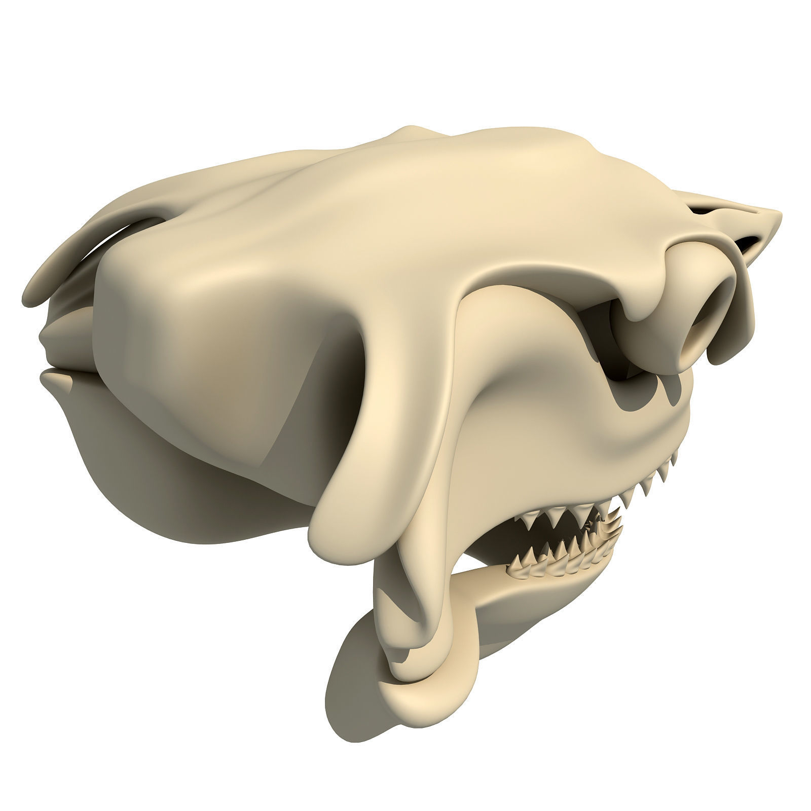 Great White Shark Skull 22 3D model_6