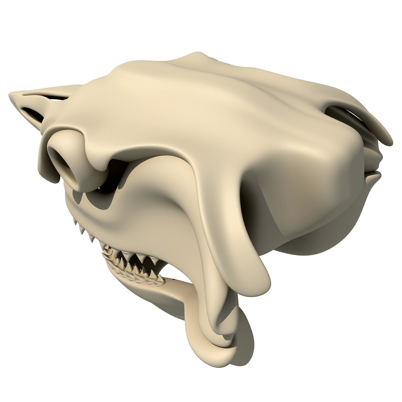 Great White Shark Skull 22 3D model_8