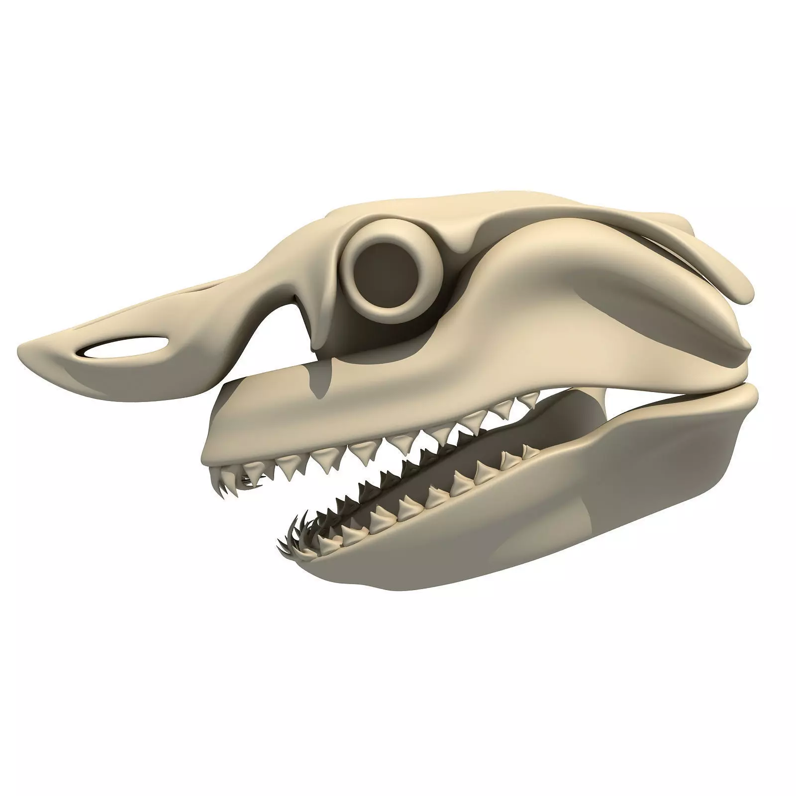 Great White Shark Skull 22 3D model_0