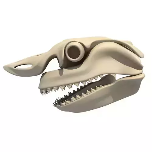 Great White Shark Skull 22 3D model