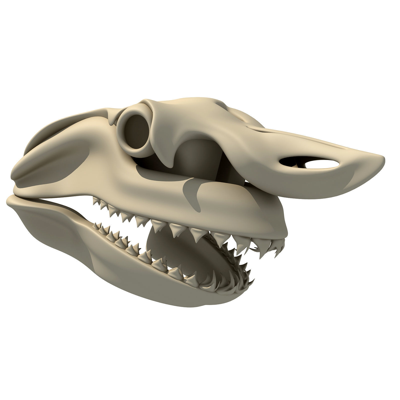 Great White Shark Skull 22 3D model_1