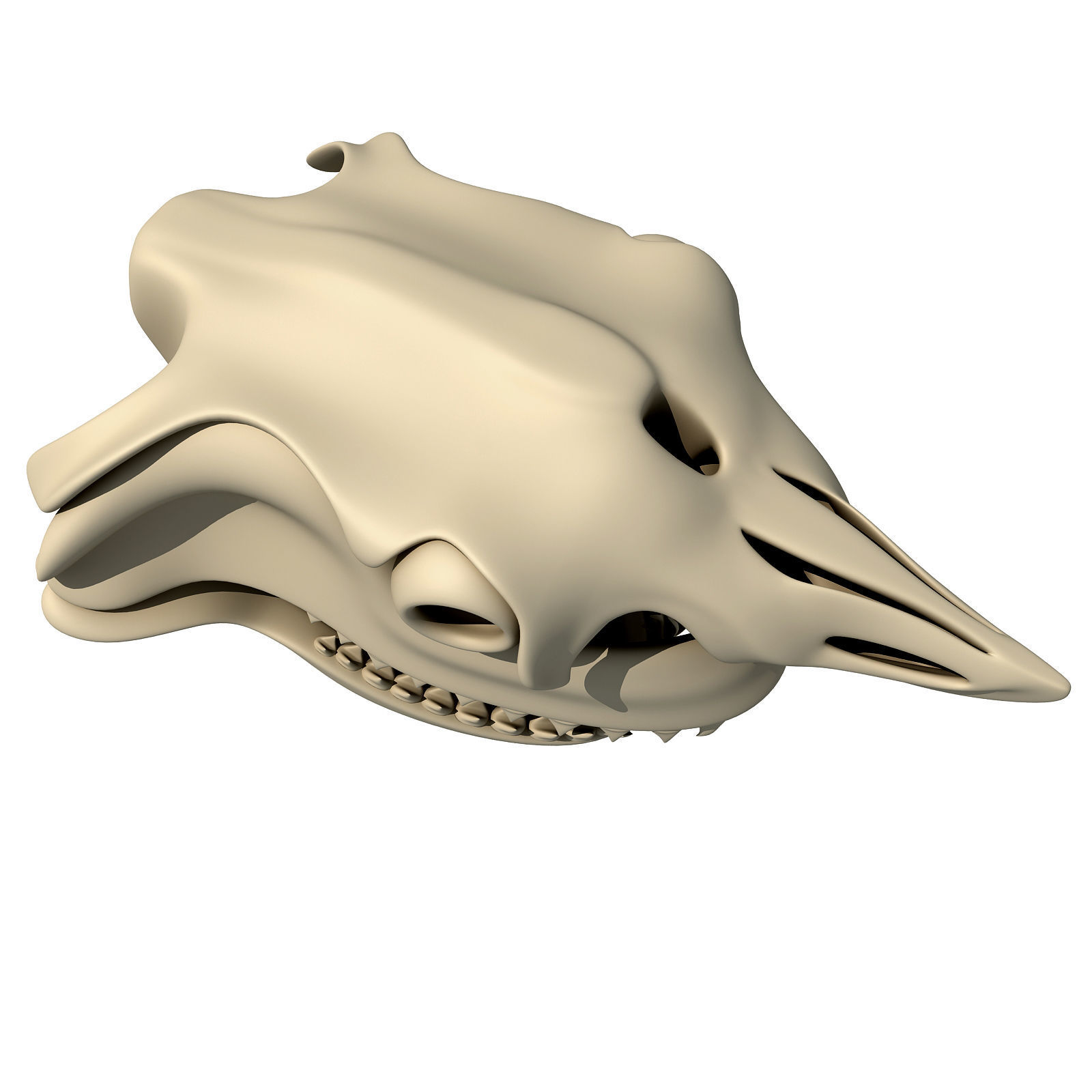 Great White Shark Skull 22 3D model_7