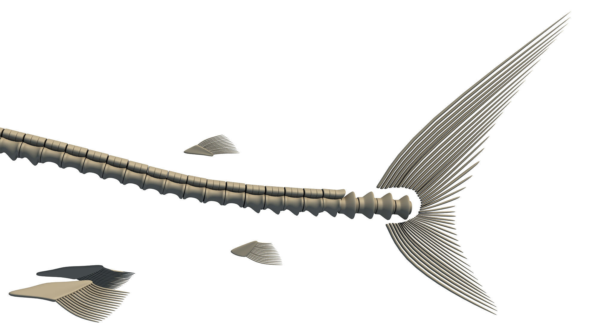 Great White Shark Skeleton 3D model_7