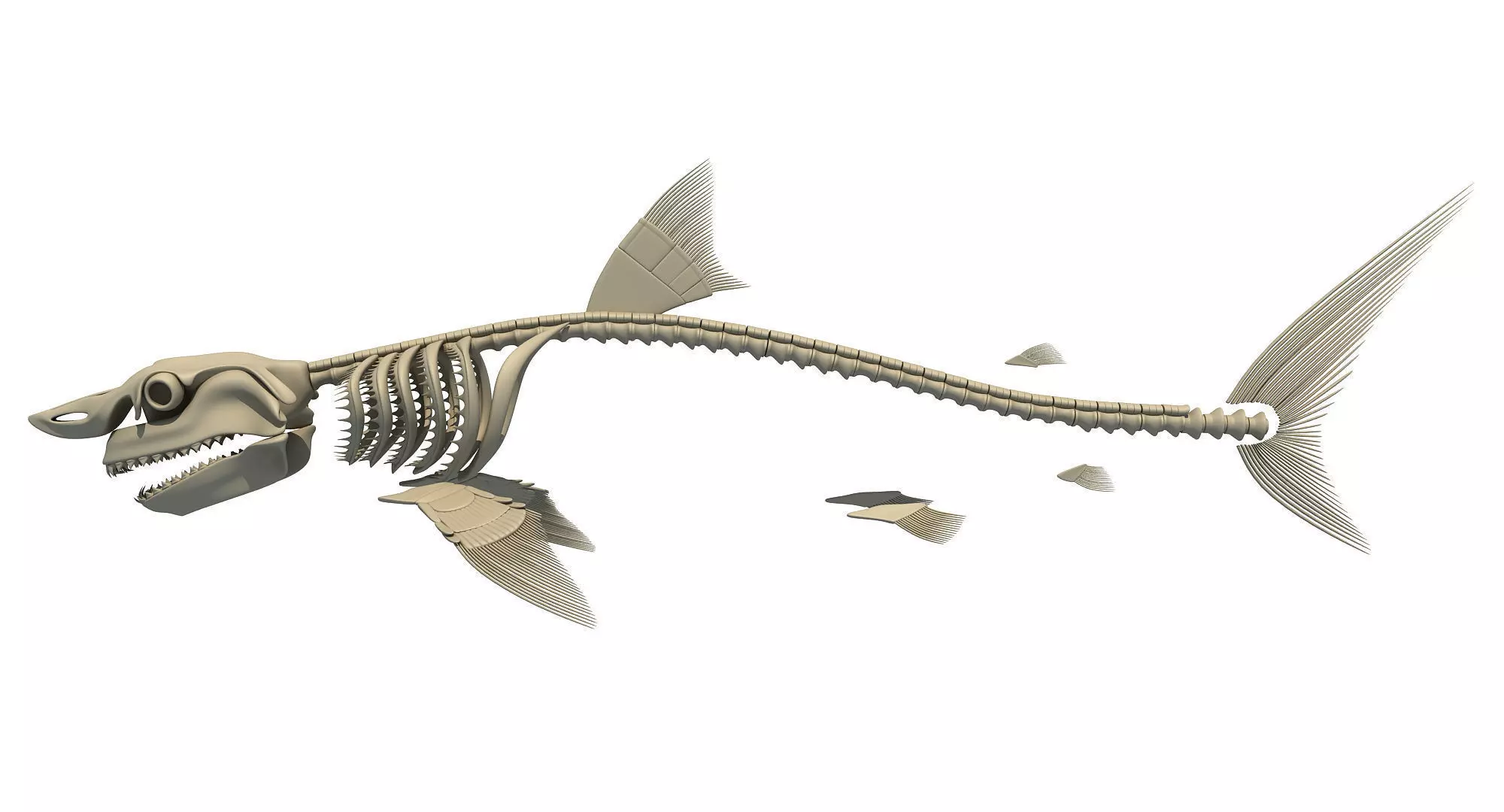 Great White Shark Skeleton 3D model_0