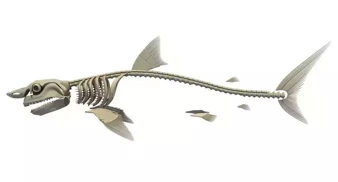 Great White Shark Skeleton 3D model