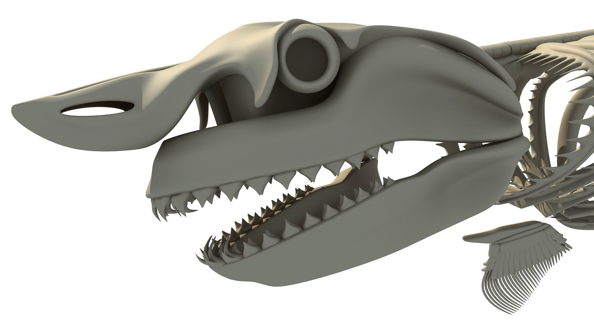 Great White Shark Skeleton 3D model_11