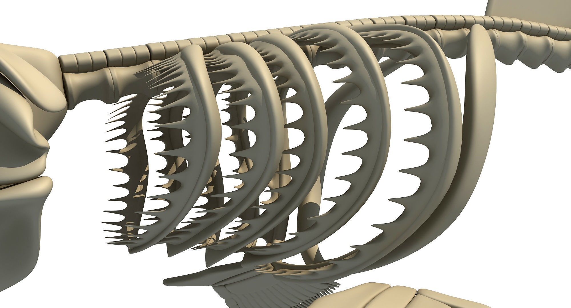 Great White Shark Skeleton 3D model_12