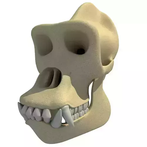 Realistic Gorilla Skull  3D model