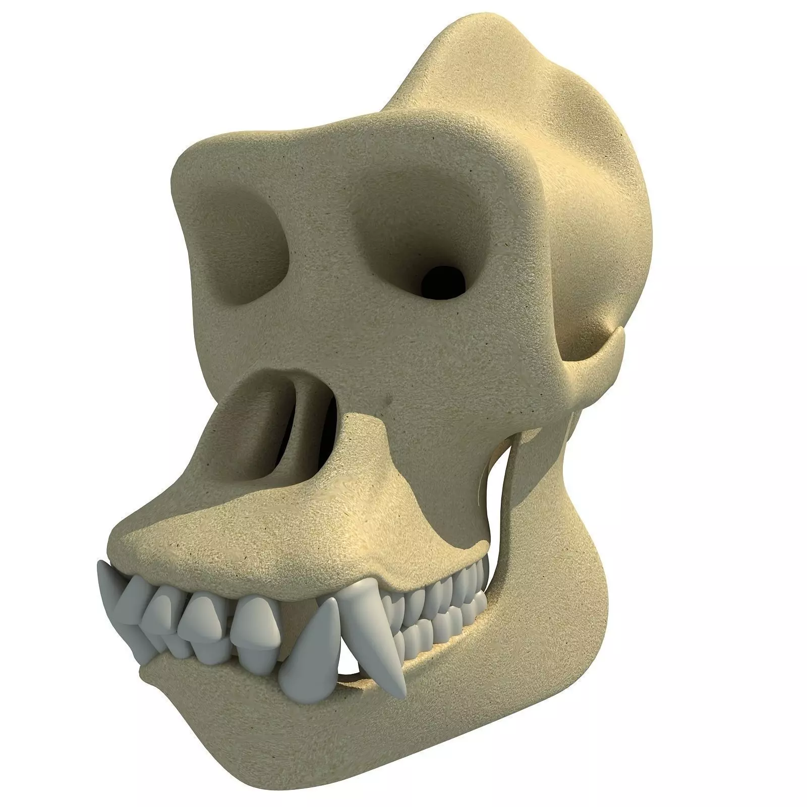 Realistic Gorilla Skull  3D model_0