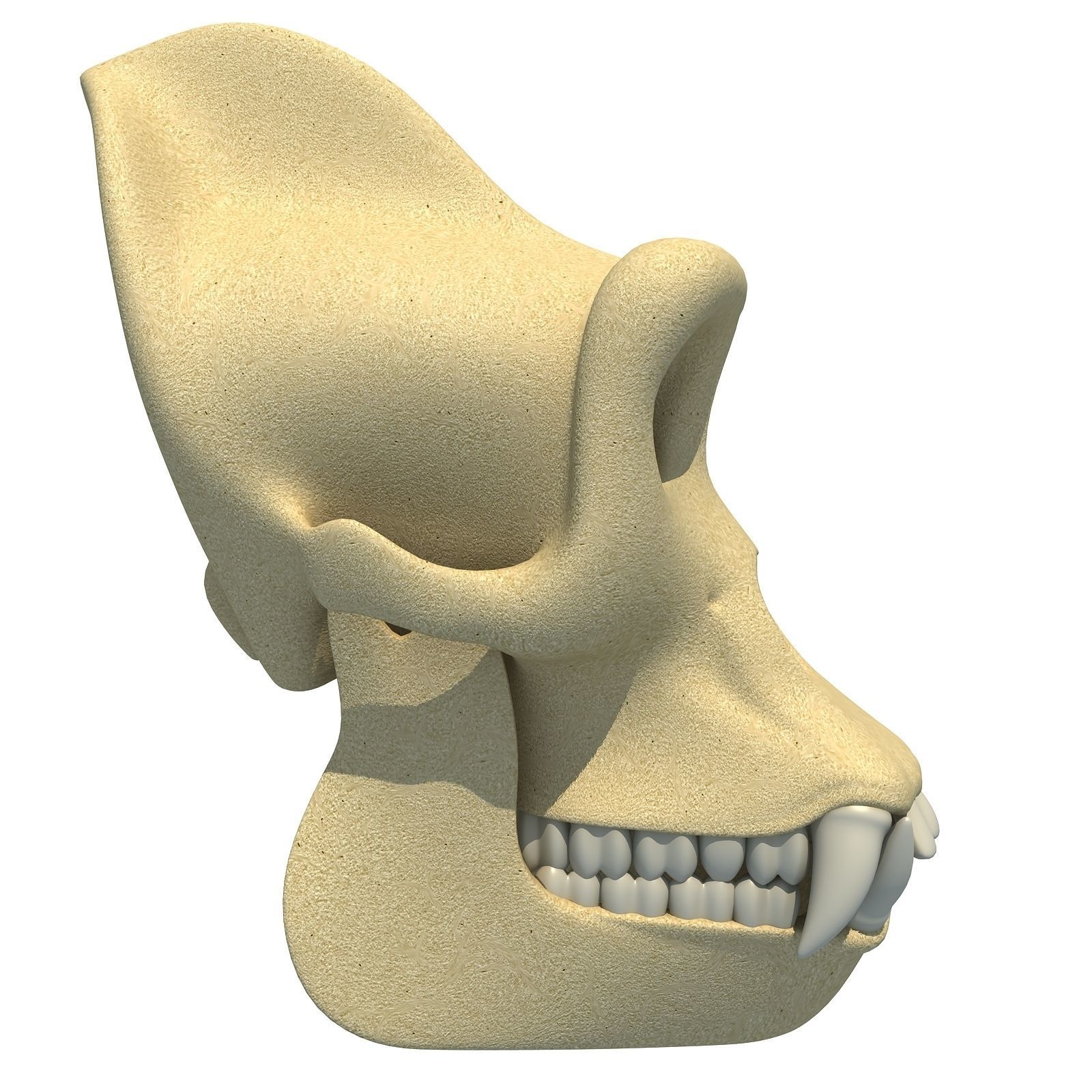 Realistic Gorilla Skull  3D model_4