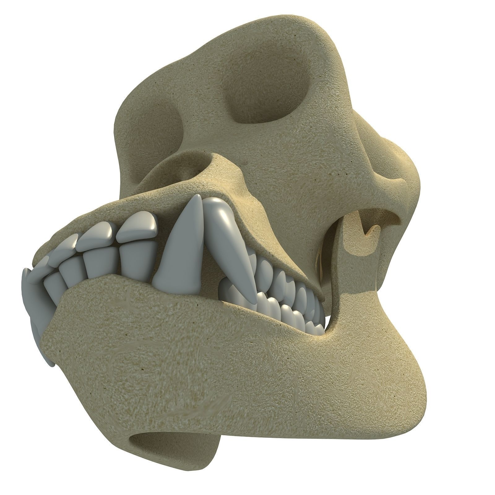 Realistic Gorilla Skull  3D model_5