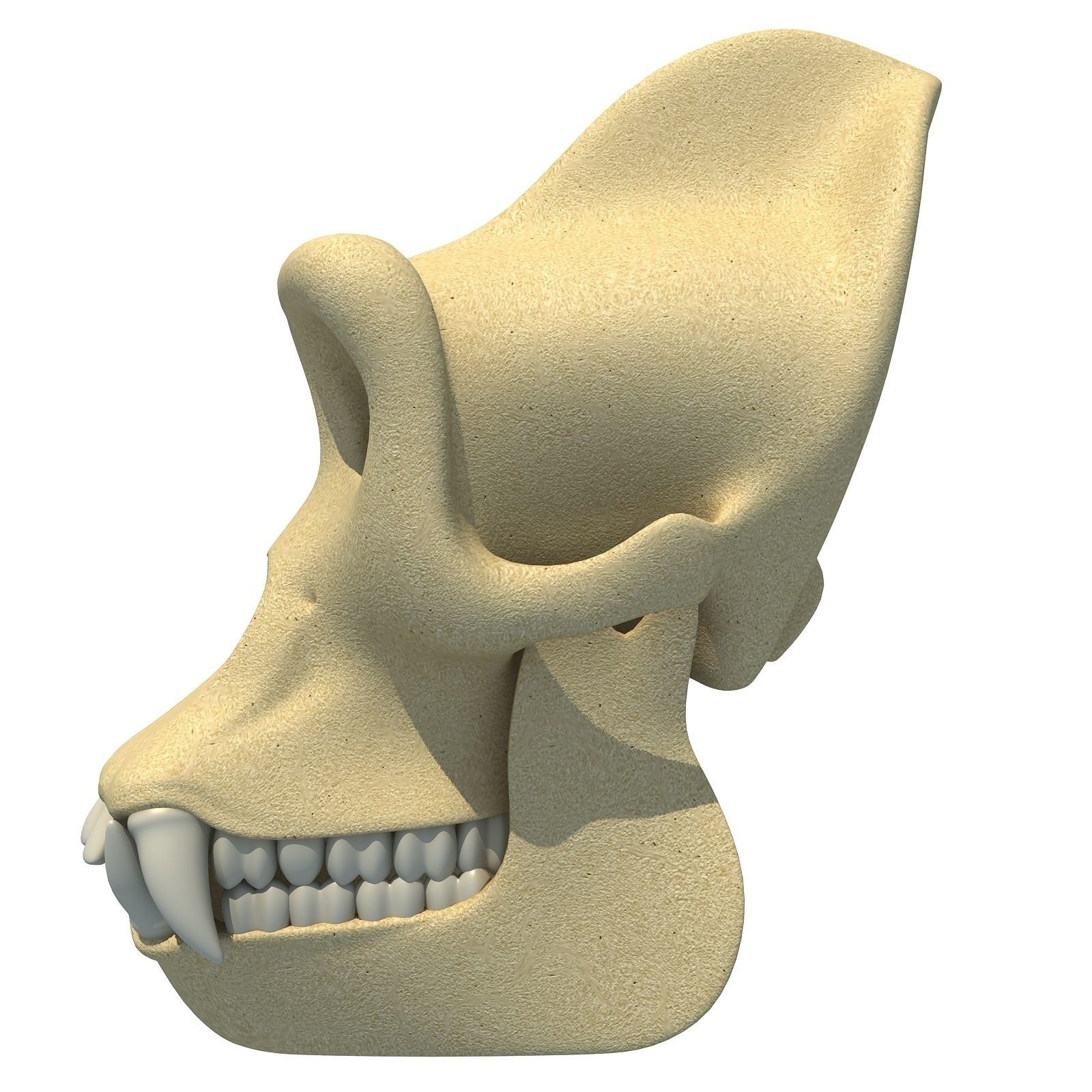 Realistic Gorilla Skull  3D model_2