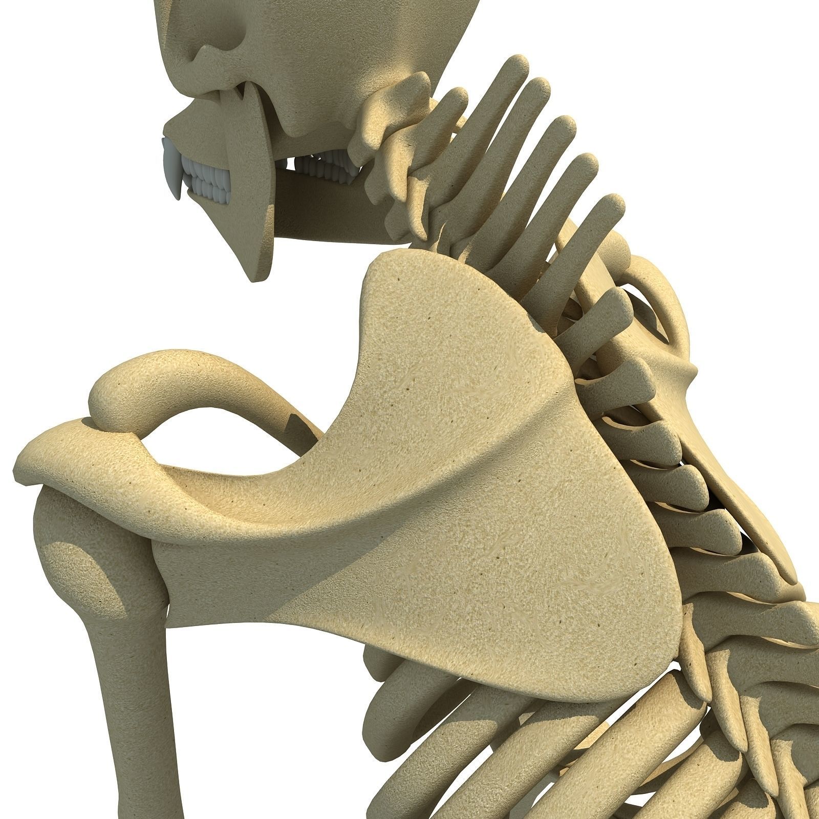 Gorilla Skeleton 3D model_15